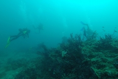 Gorgonia - sea-bed-table - Diving Montenegro - Adriatic Blue - diving club