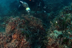 Mamula Island dive - Diving Montenegro - Adriatic Blue diving club