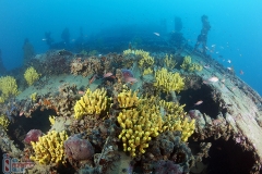 Tihani wreck dive - Diving Montenegro - Adriatic Blue diving club