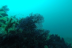 Gorgonia - sea-bed-table - Diving Montenegro - Adriatic Blue - diving club