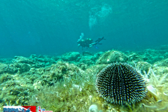 GOPRdf6855-diving-montenegro-adriatic-blue-club-herceg-novi-zanjice-intro-dive-scuba-diving-discovery