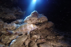 Night Dive - Diving Montenegro - Adriatic Blue - diving club