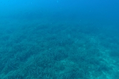 Plic - sea bed table board floor - ronjenje Diving Montenegro - Adriatic Blue diving club