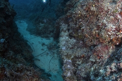 Sirena hole mermaid holle ronjenje cave dive - ronjenje Diving Montenegro - Adriatic Blue diving club - IMG_8367