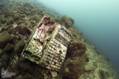 Ecology in Montenegro - Diving Montenegro - Adriatic Blue diving club